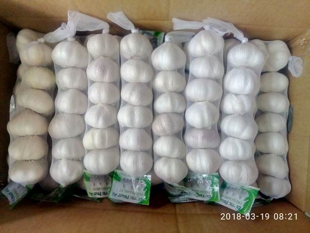 Pure white garlic 6.0-6.5cm  big size 