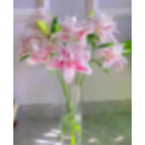 ম্যাজিক পরী ডাবল লিলি