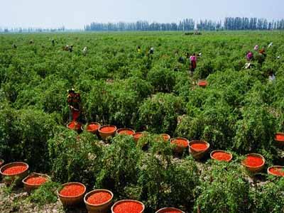 Yinchuan Qi Li Xiang Trading Co., Ltd.