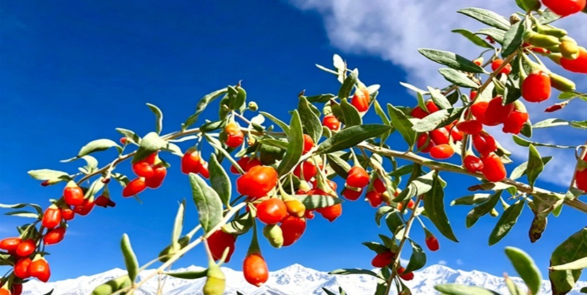 گوجی بری قرمز ارگانیک