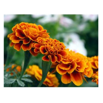 Top 10 Marigold Extract Manufacturers