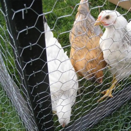 Wholesale Manufacturer Supply 13mm 19mm 25mm 50mm Hole Size Chicken Coop Iron Wire Hexagonal Wire Netting Mesh Iron Net