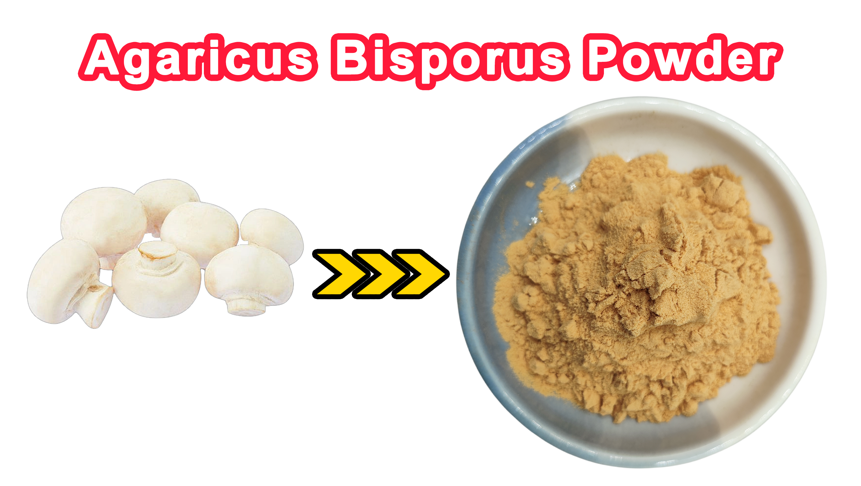 Polvere di agaricus bisporus