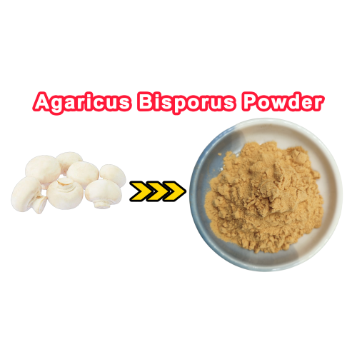 Agaricus Bisporus Powder