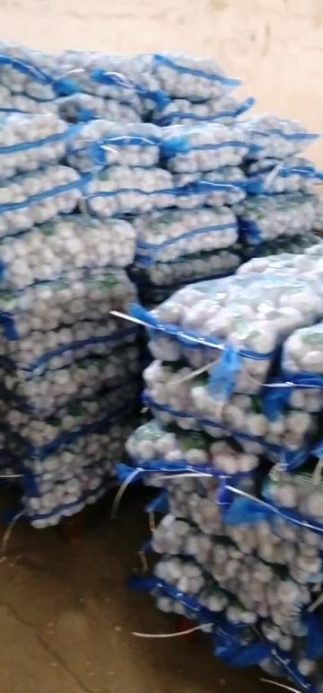 normal garlic in bag