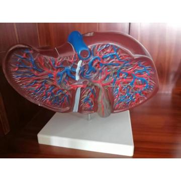 Top 10 Anatomical Liver Model Manufacturers