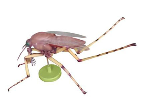 Mosquito anatomical model