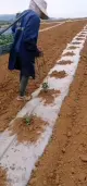 Trapiatore di piantine di verdure manuali e piantatrice di lampadina