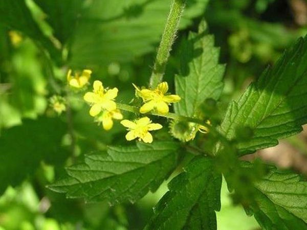 Порошок экстракта травы Agrimonia Herb на заводе питания