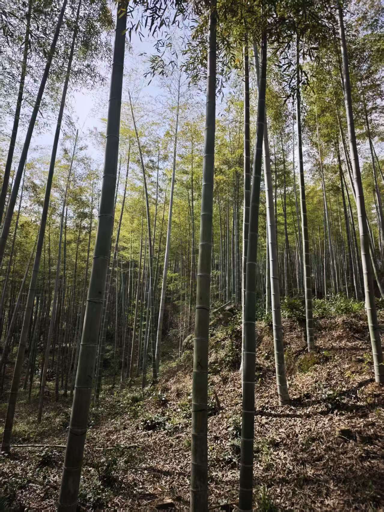 Formação de equipes da empresa | Colheita de brotos de bambu na primavera e caminhadas nas montanhas para fortalecer o espírito de equipe