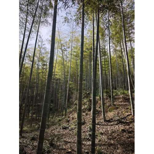 بناء فريق الشركة | قطف براعم الخيزران في فصل الربيع والمشي لمسافات طويلة في الجبال لتعزيز روح الفريق