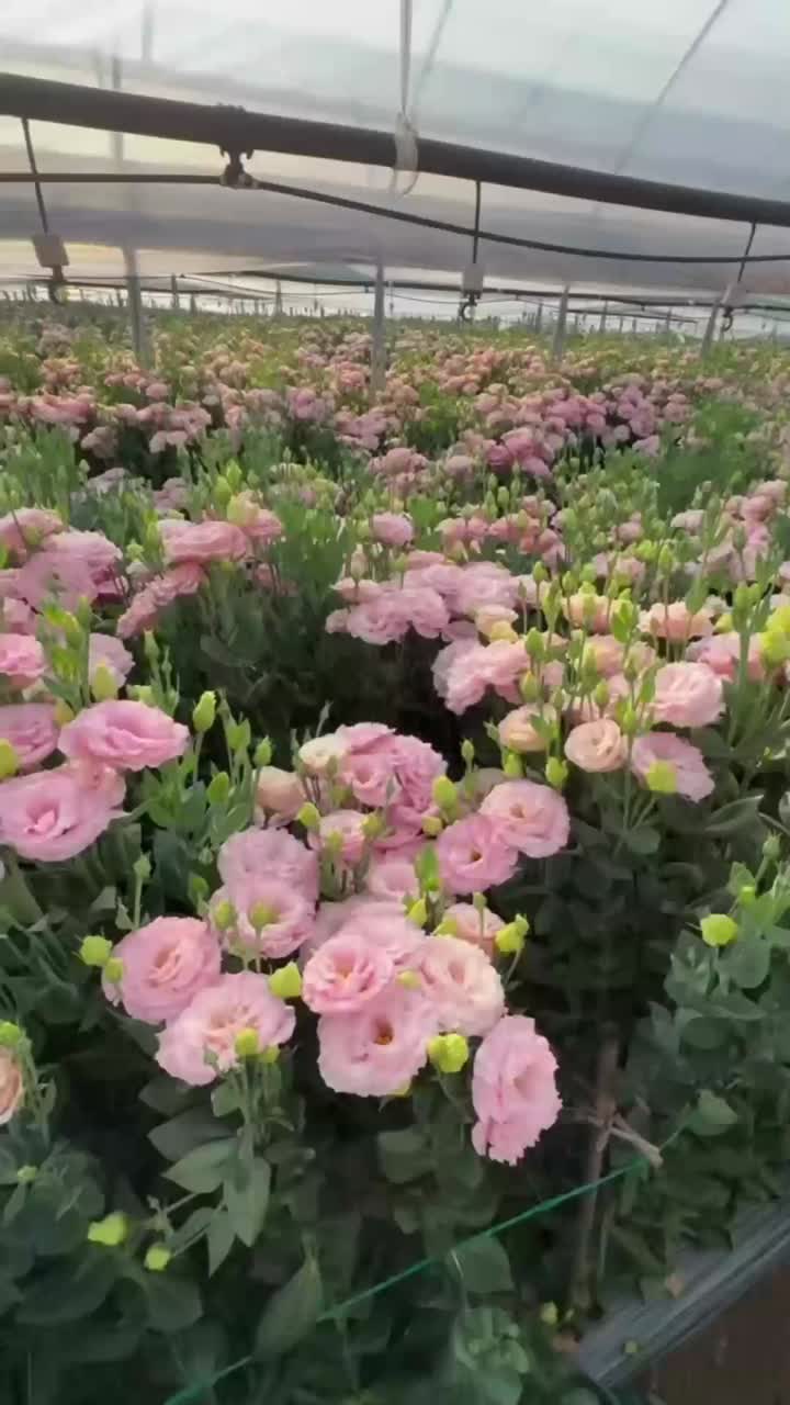 উচ্চ মানের পাইকারি lisianthus সরাসরি বেস থেকে