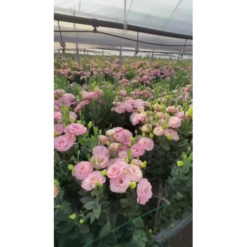 উচ্চ মানের পাইকারি lisianthus সরাসরি বেস থেকে