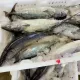 Zamarznięta ryba Tuńczyk na sprzedaż