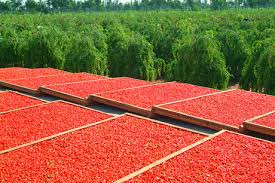 Ningxia Vingen Biotech Industry Co.,Ltd
