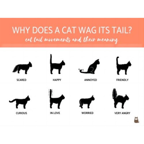 The Tales Your Cat's Tail Tells