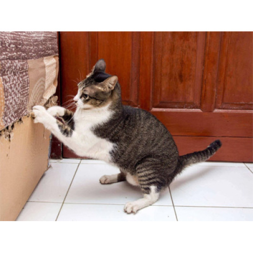 Pet Humanization and Functional Innovation Drive Global Pet Sofa Market Boom in 2026