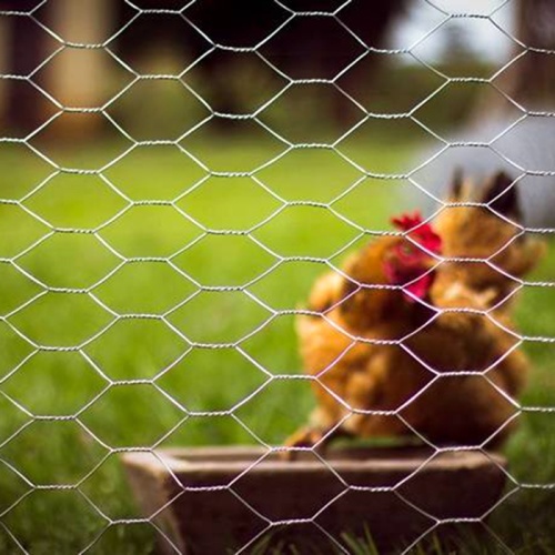 Introduction du produit de clôture de ferme de poulet