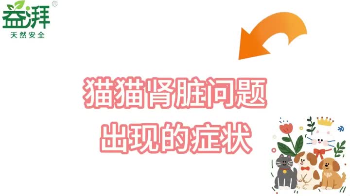 Síntomas de la enfermedad renal felina