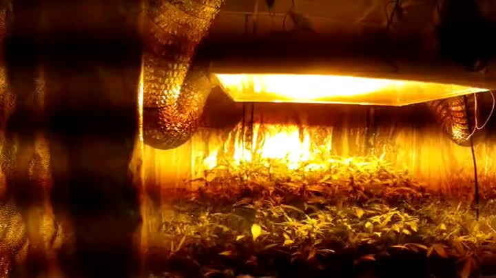 grow tent