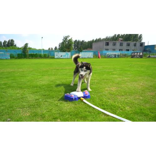 Distributeur d'eau automatique pour chien