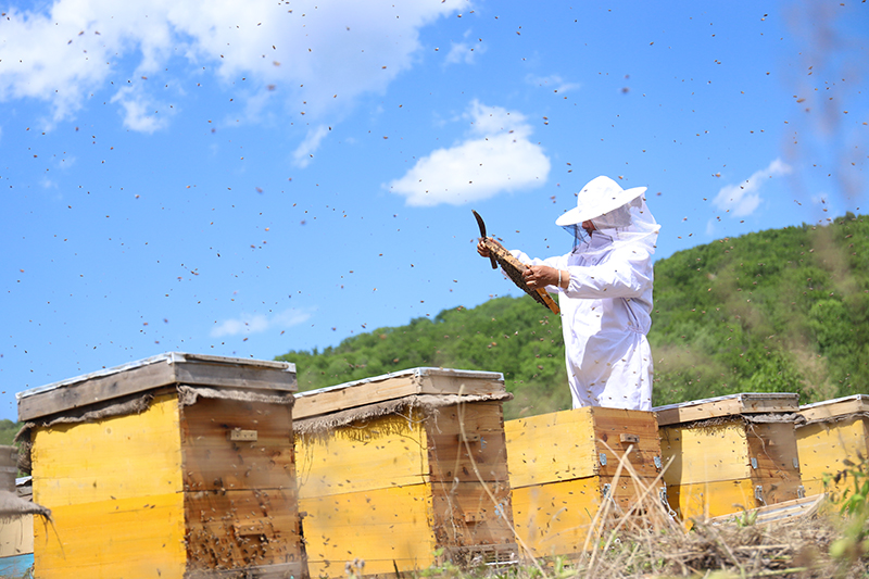 Farmers' Cooperative of Zhanhua bee breeding in Luobei County
