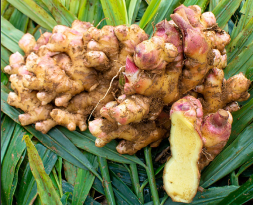 Da fazenda ao mercado global: Gengibre fresco e processado de alta qualidade agora pronto para distribuição nos EUA