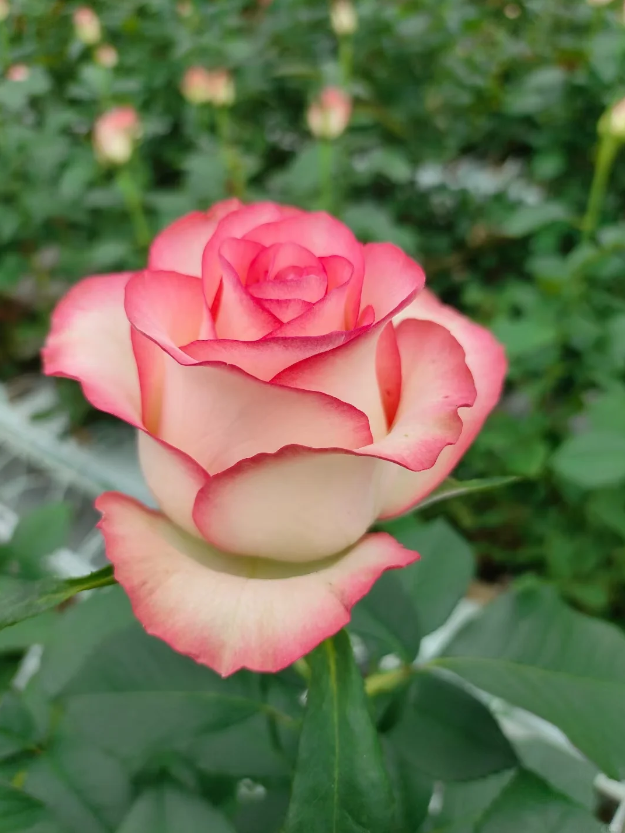 আয়েশা গোলাপের খামার