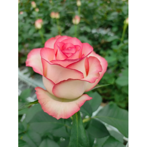 আয়েশা গোলাপের খামার
