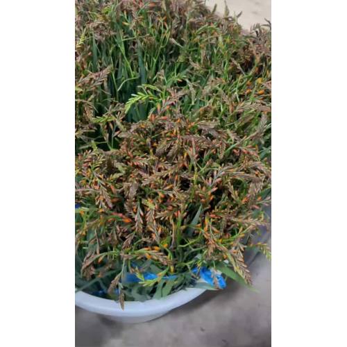 نباتات حية من Renanthera coccinea (Flame Orchid) للبيع - لمبات الأوركيد الاستوائية عالية الجودة بالجملة