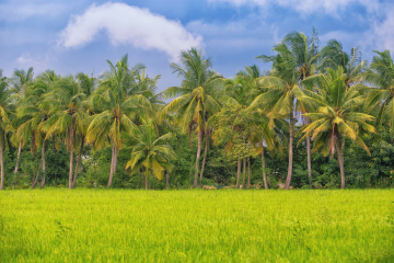 The coconut forest industry in Indonesia
