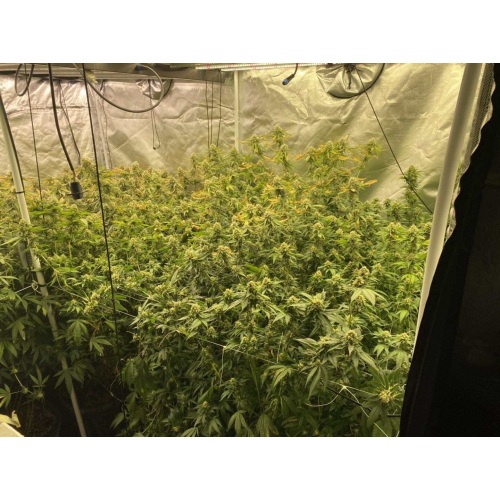 Are cheap grow lights any good?