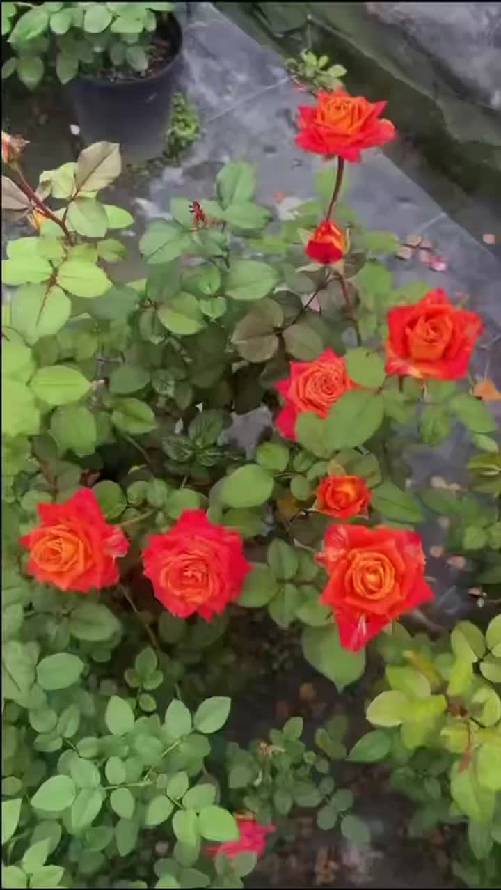 জয় রোজ ফার্মের অড