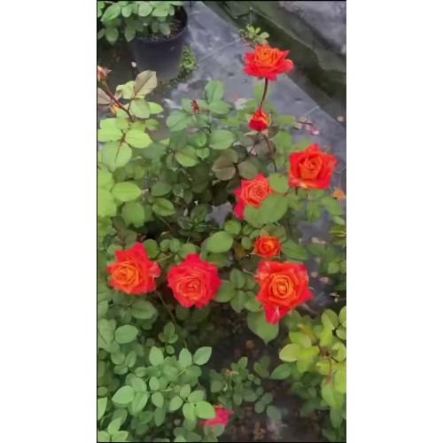 জয় রোজ ফার্মের অড
