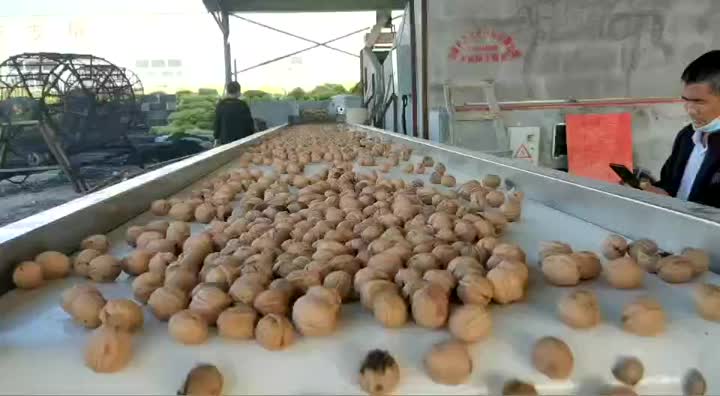 xinjiang walnut