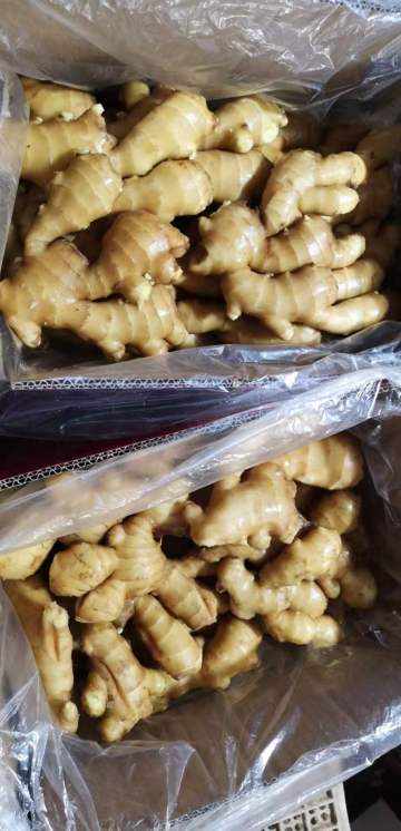 GINGER STOCK