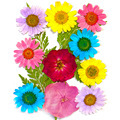 Dried Flowers Suppliers for DIY Resin Candles and Scrapbooking1