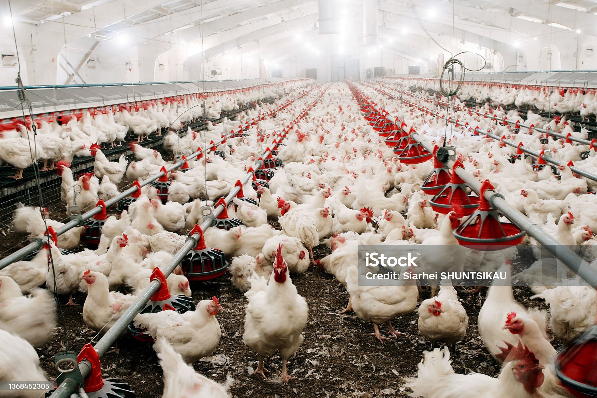 Sistema de aves de corral sin jaula