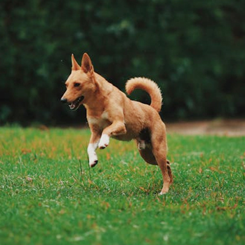 ペットのおもちゃを持った犬は、より穏やかな気質を持っている傾向がありますか？