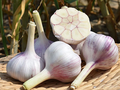 Thị trường tỏi tươi năm 2026 có nhu cầu ổn định, sự khác biệt về chất lượng và thương mại toàn cầu ổn định