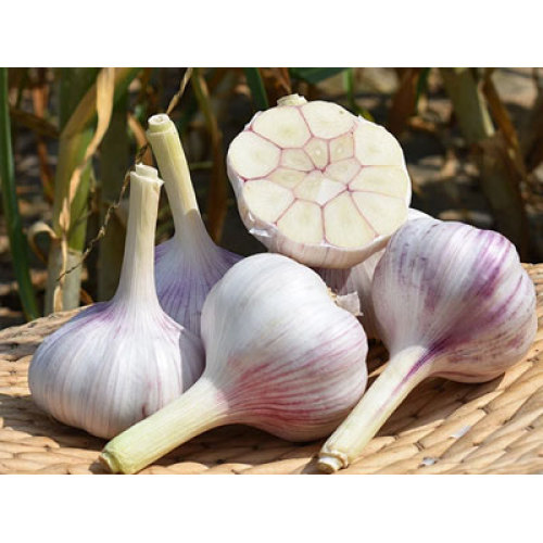 Pasar Bawang Putih Segar Tahun 2026 Melihat Permintaan yang Stabil, Diferensiasi Kualitas & Perdagangan Global yang Stabil