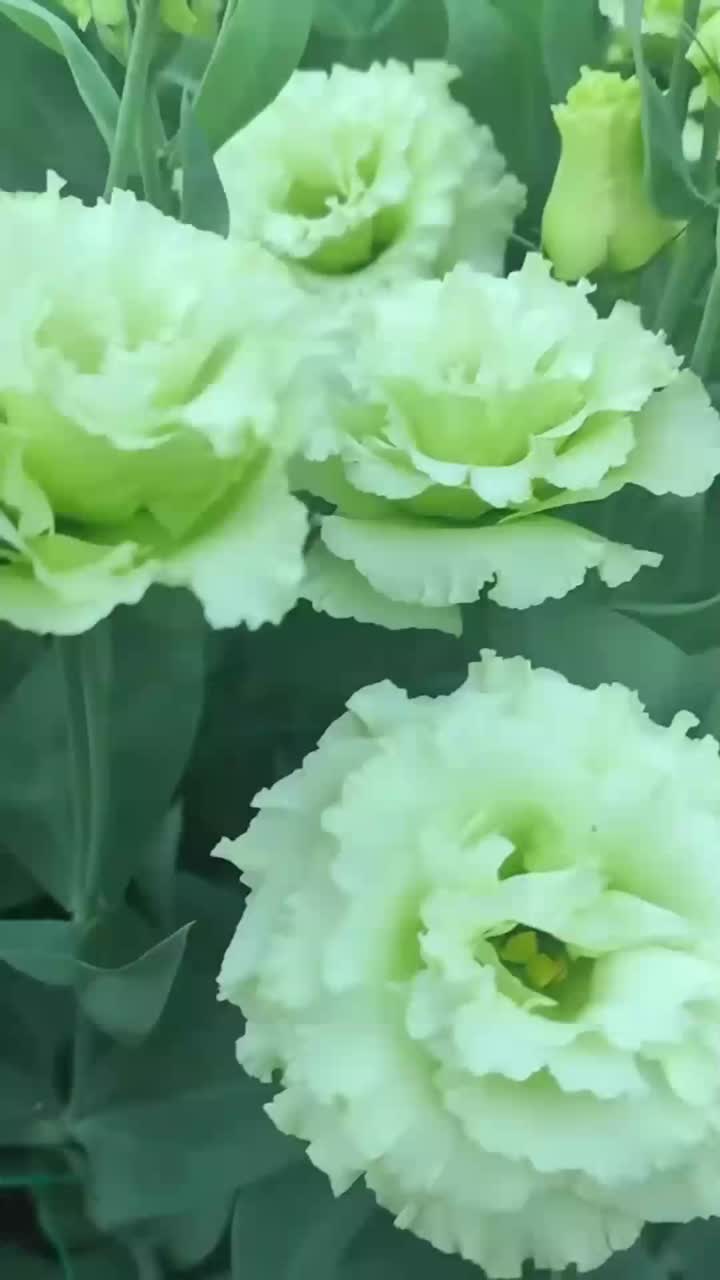 সবুজ Lisianthus Yunnan ফুল রপ্তানি