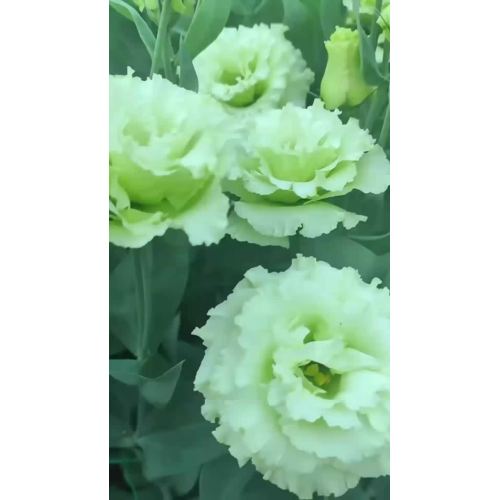 সবুজ Lisianthus Yunnan ফুল রপ্তানি