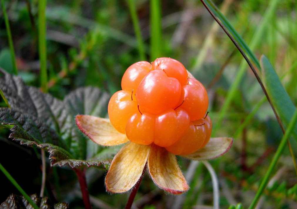 Rubus Chamaemorus extract (1)