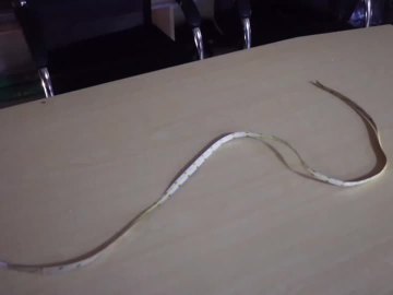 COB LED flexible strip cool white