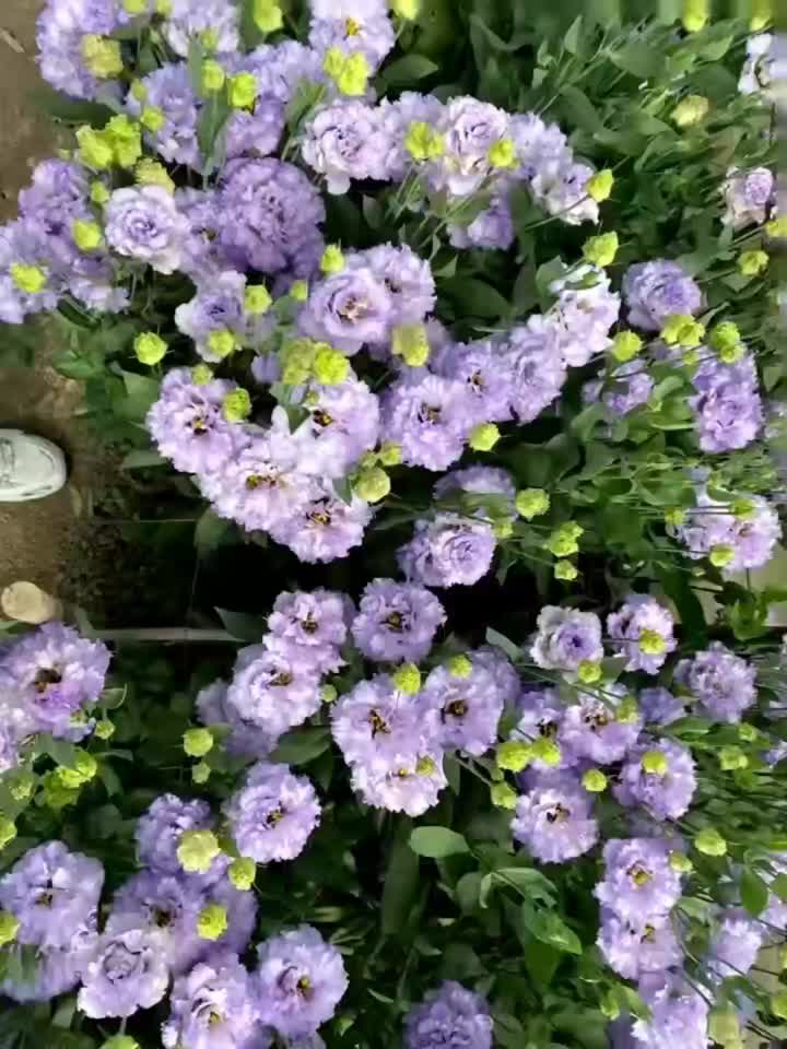 ফার্ম ডাইরেক্ট বাল্ক তাজা হালকা বেগুনি Lisianthus ইভেন্টের জন্য ফুল কাটা