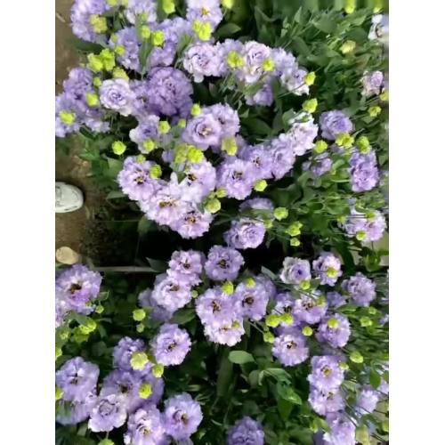 ফার্ম ডাইরেক্ট বাল্ক তাজা হালকা বেগুনি Lisianthus ইভেন্টের জন্য ফুল কাটা