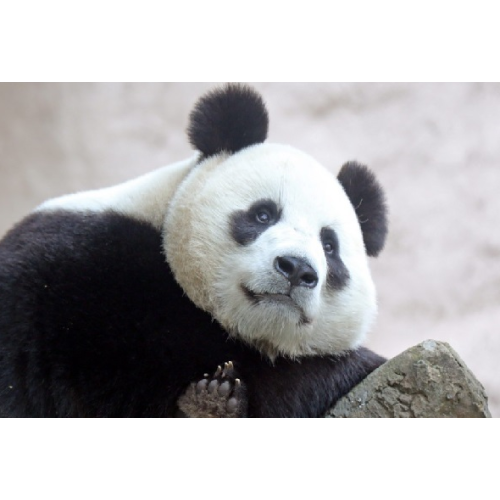 Utilisation de la technologie vidéo pour aider à la recherche géante des panda et à la protection de l'élevage