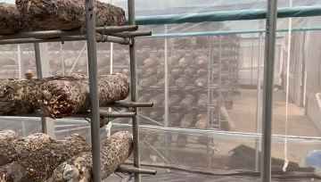 Shiitake Mushroom 
