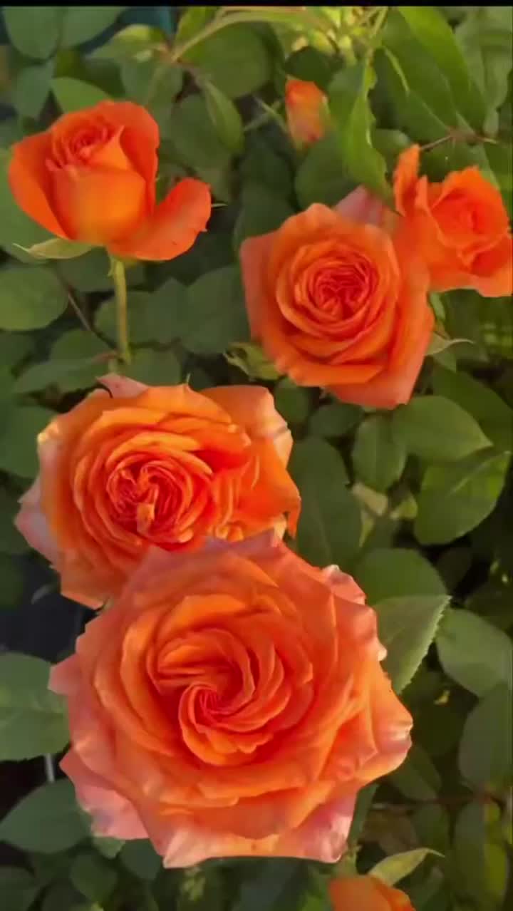 কিংস ডে রোজ ফার্ম